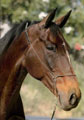 photo de cheval dessin en portrait quin